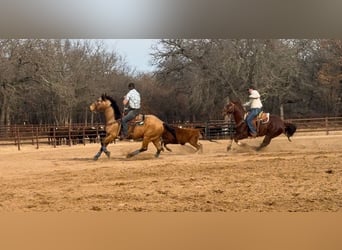 Quarter horse américain, Hongre, 9 Ans, 155 cm, Buckskin