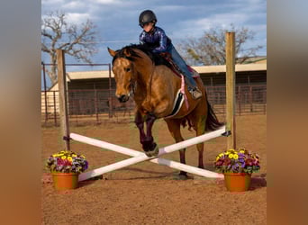 Quarter horse américain, Hongre, 9 Ans, 155 cm, Buckskin