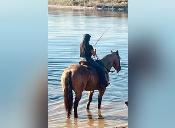 Quarter horse américain, Hongre, 9 Ans, 155 cm, Buckskin