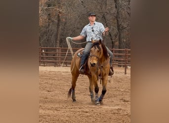 Quarter horse américain, Hongre, 9 Ans, 155 cm, Buckskin
