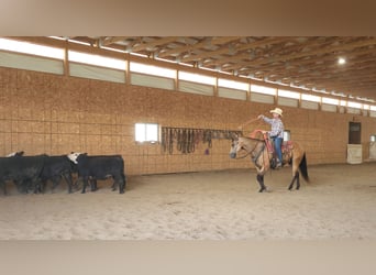 Quarter horse américain, Hongre, 9 Ans, 155 cm, Buckskin