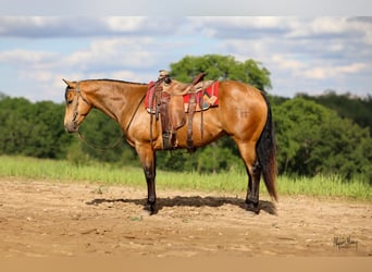 Quarter horse américain, Hongre, 9 Ans, 155 cm, Buckskin