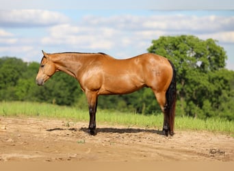 Quarter horse américain, Hongre, 9 Ans, 155 cm, Buckskin