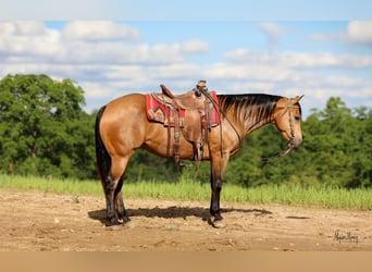 Quarter horse américain, Hongre, 9 Ans, 155 cm, Buckskin