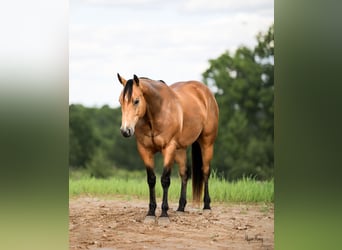 Quarter horse américain, Hongre, 9 Ans, 155 cm, Buckskin