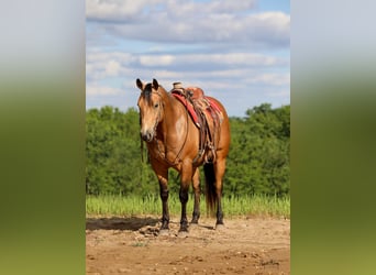 Quarter horse américain, Hongre, 9 Ans, 155 cm, Buckskin