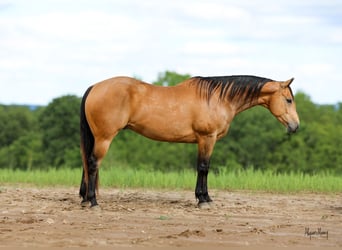 Quarter horse américain, Hongre, 9 Ans, 155 cm, Buckskin