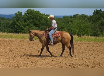 Quarter horse américain, Hongre, 9 Ans, 155 cm, Buckskin