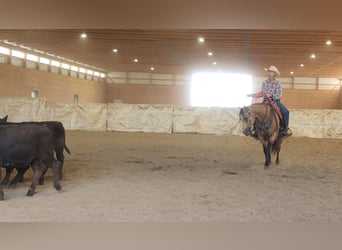 Quarter horse américain, Hongre, 9 Ans, 155 cm, Buckskin