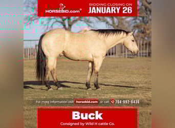 Quarter horse américain, Hongre, 9 Ans, 155 cm, Buckskin