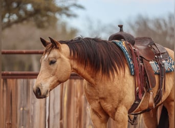 Quarter horse américain, Hongre, 9 Ans, 155 cm, Buckskin