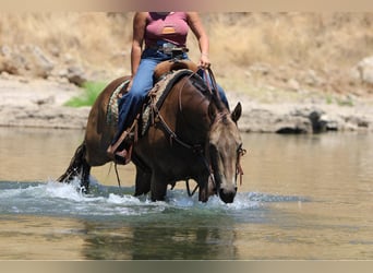 Quarter horse américain, Hongre, 9 Ans, 155 cm, Buckskin