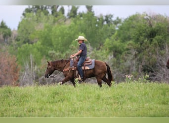 Quarter horse américain, Hongre, 9 Ans, 155 cm, Buckskin