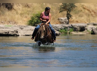 Quarter horse américain, Hongre, 9 Ans, 155 cm, Buckskin