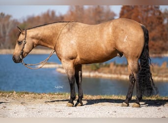 Quarter horse américain, Hongre, 9 Ans, 155 cm, Buckskin