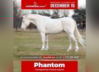 Quarter horse américain, Hongre, 9 Ans, 155 cm, Cremello