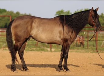 Quarter horse américain, Hongre, 9 Ans, 155 cm, Grullo