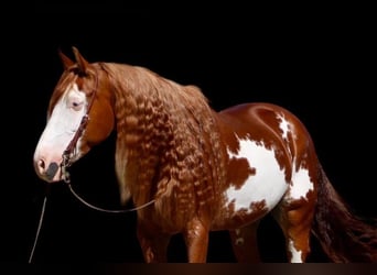 Quarter horse américain, Hongre, 9 Ans, 155 cm, Overo-toutes couleurs