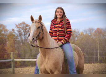 Quarter horse américain, Hongre, 9 Ans, 155 cm, Palomino