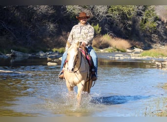 Quarter horse américain, Hongre, 9 Ans, 155 cm, Palomino