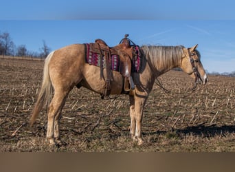 Quarter horse américain, Hongre, 9 Ans, 155 cm, Palomino
