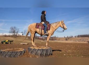 Quarter horse américain, Hongre, 9 Ans, 155 cm, Palomino