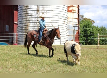 Quarter horse américain, Hongre, 9 Ans, 155 cm, Roan-Bay