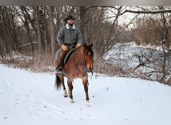 Quarter horse américain, Hongre, 9 Ans, 155 cm, Roan-Bay