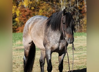 Quarter horse américain, Hongre, 9 Ans, 155 cm, Rouan Bleu