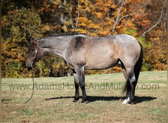 Quarter horse américain, Hongre, 9 Ans, 155 cm, Rouan Bleu