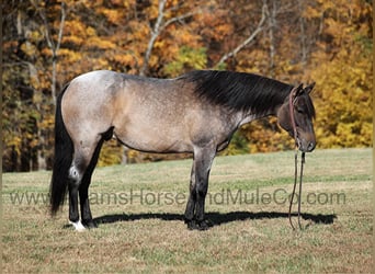 Quarter horse américain, Hongre, 9 Ans, 155 cm, Rouan Bleu