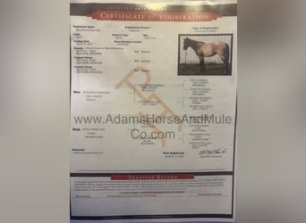 Quarter horse américain, Hongre, 9 Ans, 155 cm, Rouan Bleu