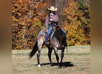 Quarter horse américain, Hongre, 9 Ans, 155 cm, Rouan Bleu