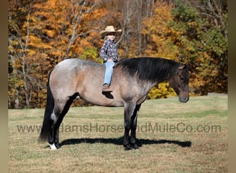 Quarter horse américain, Hongre, 9 Ans, 155 cm, Rouan Bleu
