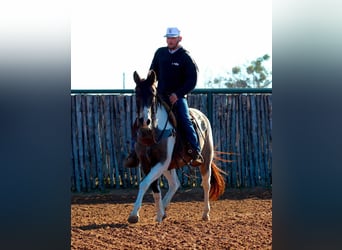 Quarter horse américain, Hongre, 9 Ans, 155 cm, Tobiano-toutes couleurs