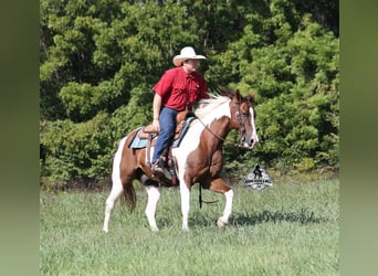 Quarter horse américain, Hongre, 9 Ans, 155 cm, Tobiano-toutes couleurs
