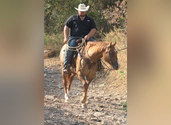 Quarter horse américain, Hongre, 9 Ans, 157 cm, Alezan dun