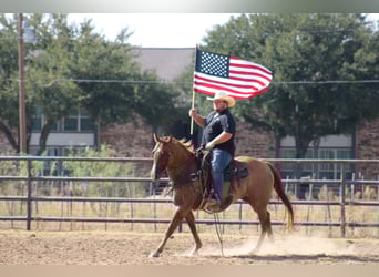 Quarter horse américain, Hongre, 9 Ans, 157 cm, Alezan dun