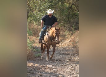 Quarter horse américain, Hongre, 9 Ans, 157 cm, Alezan dun