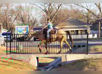 Quarter horse américain, Hongre, 9 Ans, 157 cm, Buckskin