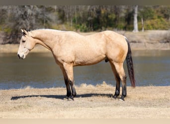 Quarter horse américain, Hongre, 9 Ans, 157 cm, Buckskin