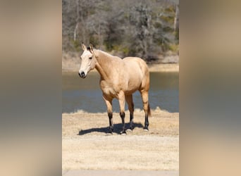 Quarter horse américain, Hongre, 9 Ans, 157 cm, Buckskin