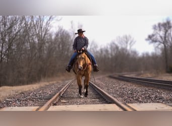 Quarter horse américain, Hongre, 9 Ans, 157 cm, Buckskin