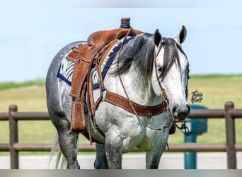 Quarter horse américain, Hongre, 9 Ans, 157 cm, Gris