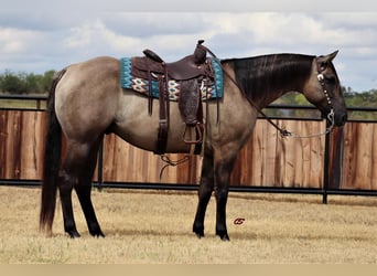 Quarter horse américain, Hongre, 9 Ans, 157 cm, Grullo