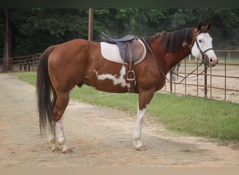 Quarter horse américain, Hongre, 9 Ans, 157 cm, Overo-toutes couleurs