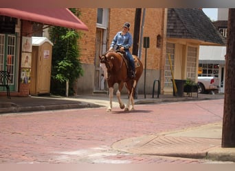 Quarter horse américain, Hongre, 9 Ans, 157 cm, Overo-toutes couleurs