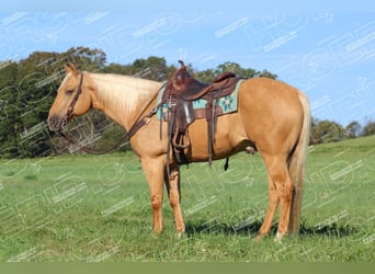 Quarter horse américain, Hongre, 9 Ans, 157 cm, Palomino