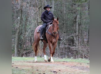 Quarter horse américain, Hongre, 9 Ans, 157 cm, Rouan Rouge
