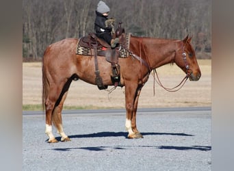Quarter horse américain, Hongre, 9 Ans, 157 cm, Rouan Rouge